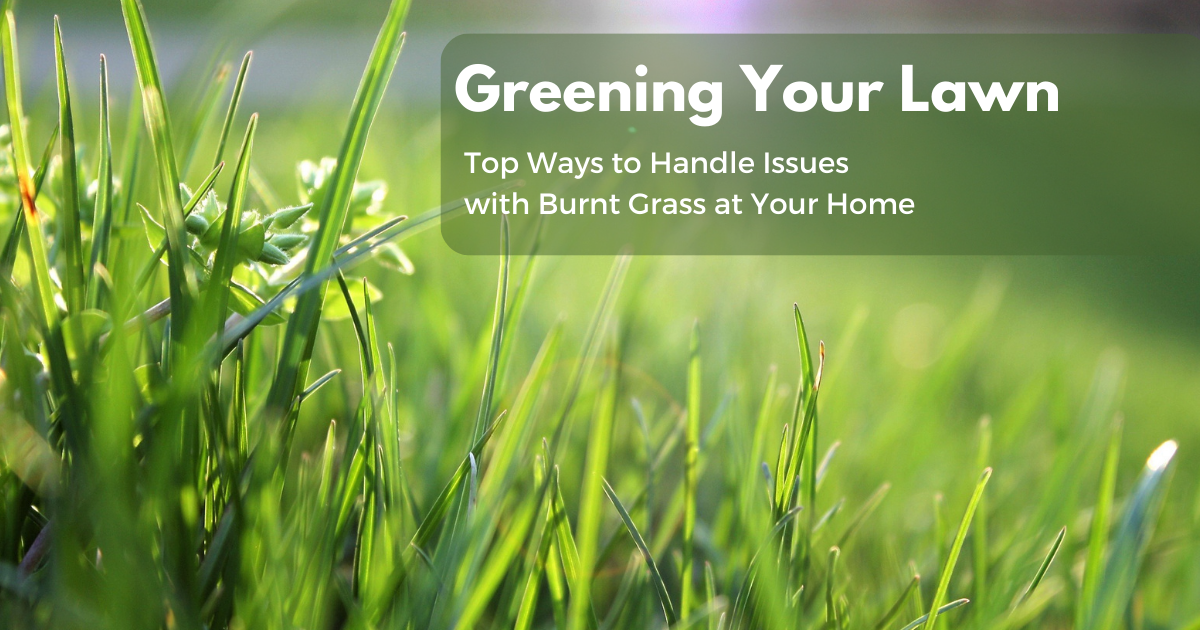 Greening Your Lawn: Top Ways to Handle Issues with Burnt Grass at Your Home