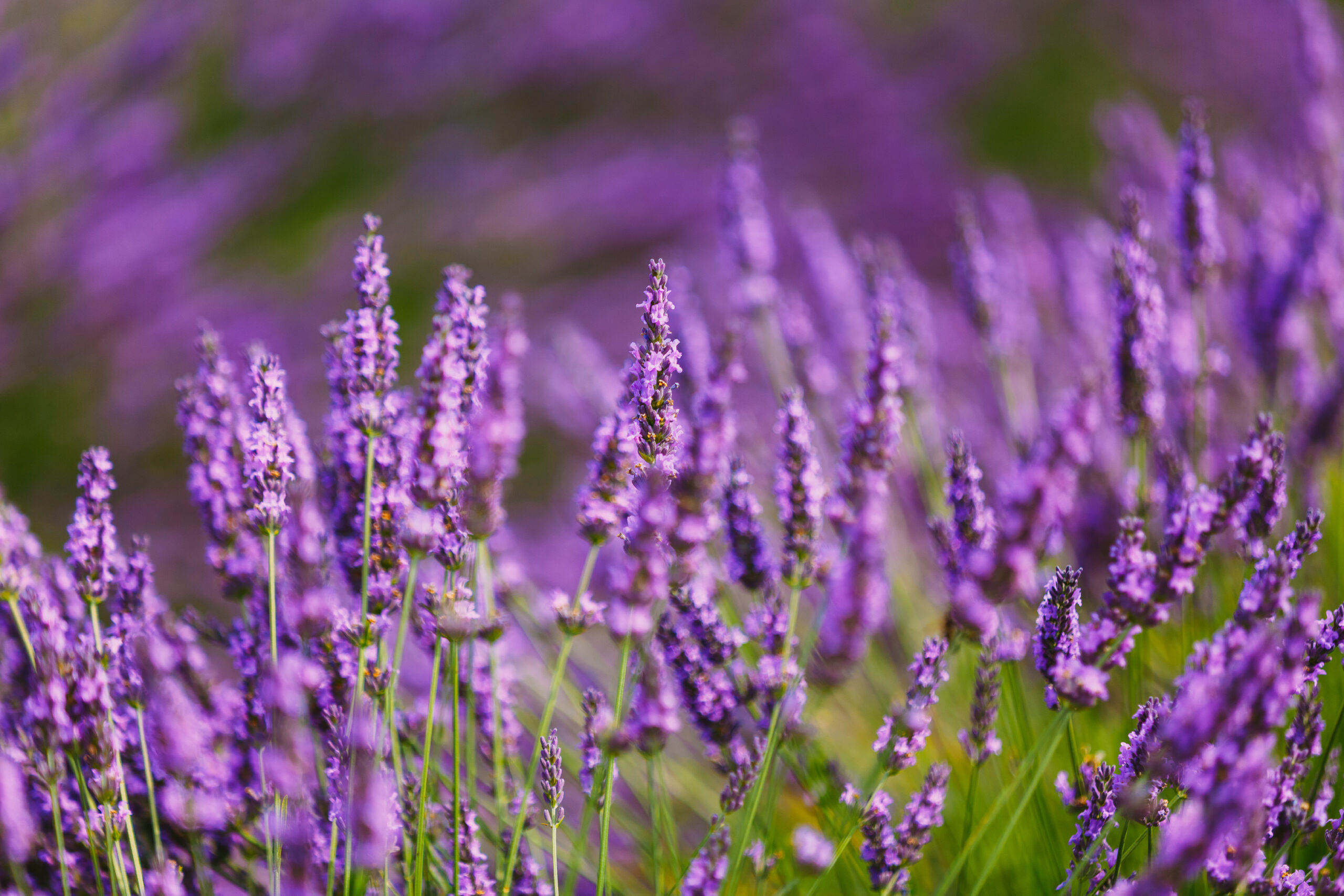 Drought-Resistant Plants Perfect for Any Backyard