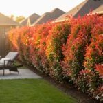 The Top 7 Bushes for Backyard Privacy: Create Your Secluded Oasis!
